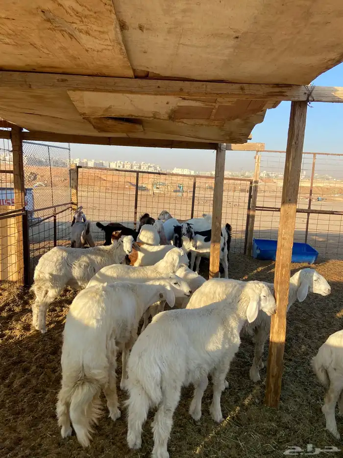 حري وتيوس مخاصي وجفار ( تفريد ) 6