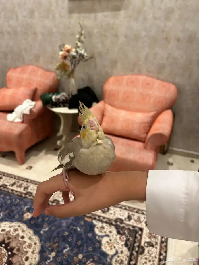 فرخ كروان 2