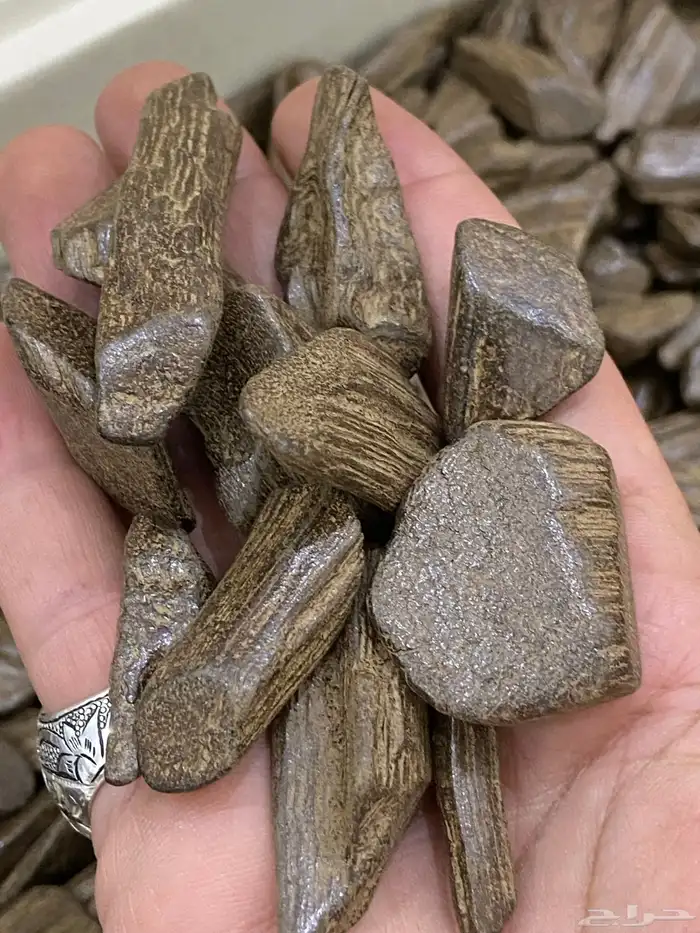 عود مروكي خاص 1