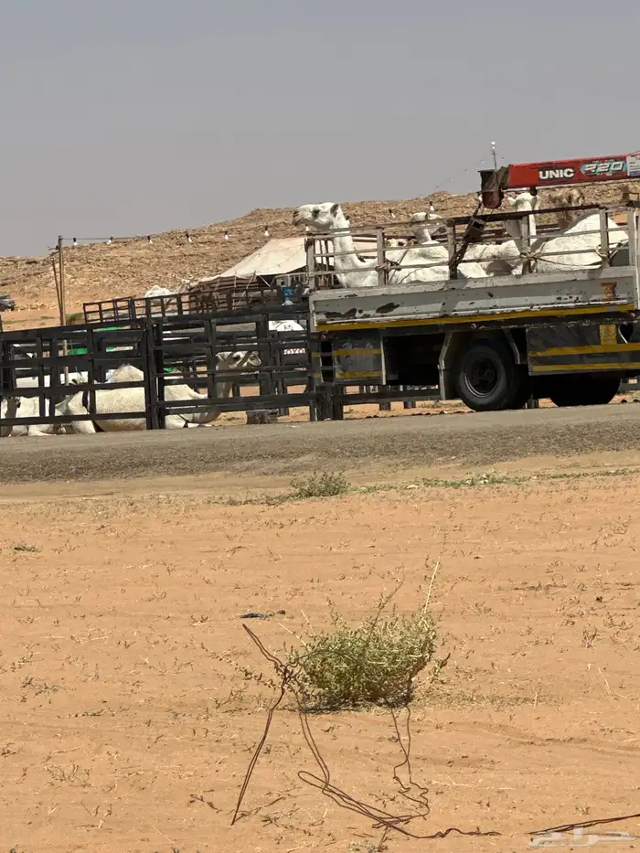 متواجد بعنيزة دنة ونش هدروليك 0