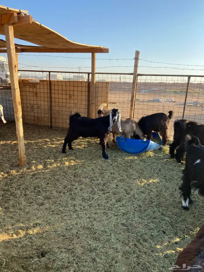 حري وتيوس مخاصي وجفار ( تفريد ) 2