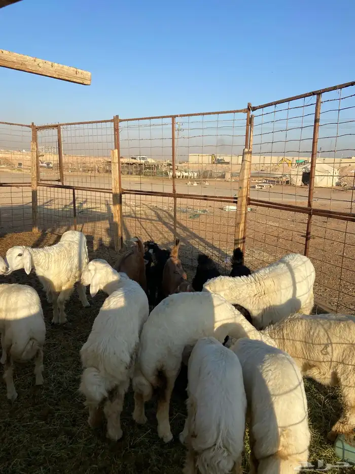 حري وتيوس مخاصي وجفار ( تفريد ) 5