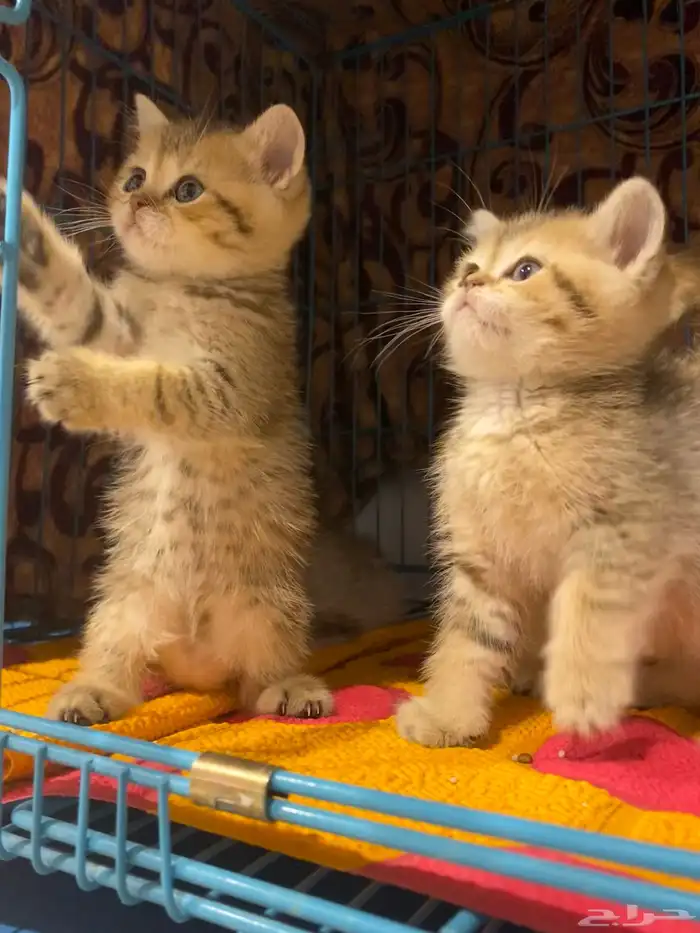 ذكر برتش شورت هير British short hair pure tiger (تم البيع) 0