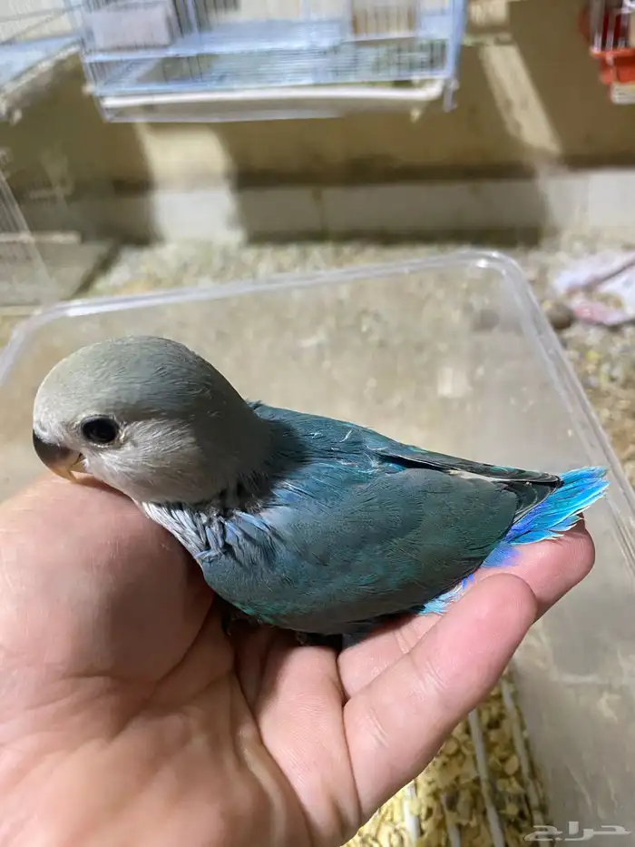 العرض فروخ روز غر الي يبغى تفريد او جمله ((تم البيع)) 0