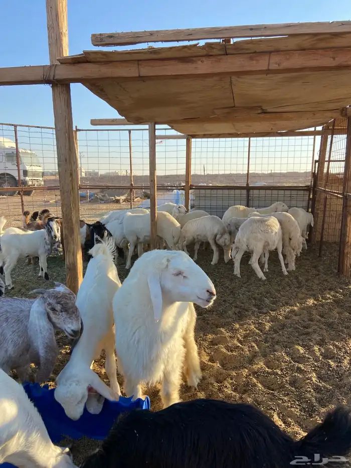 حري وتيوس مخاصي وجفار ( تفريد ) 1