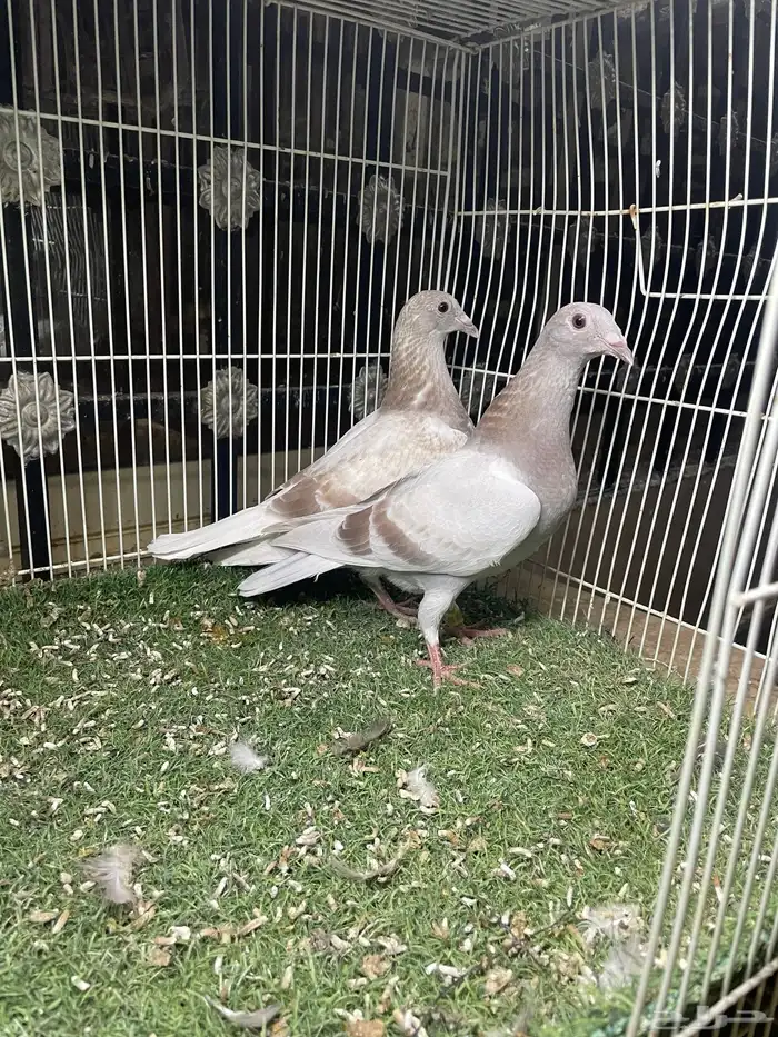 زاجل سباق طبات وقطع 0