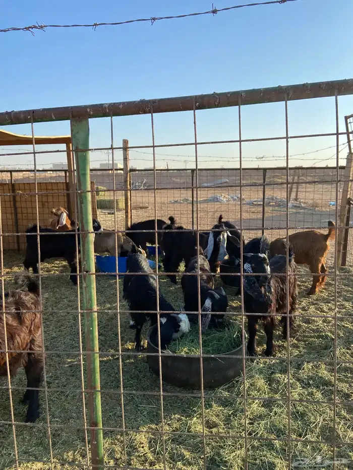 حري وتيوس مخاصي وجفار ( تفريد ) 4