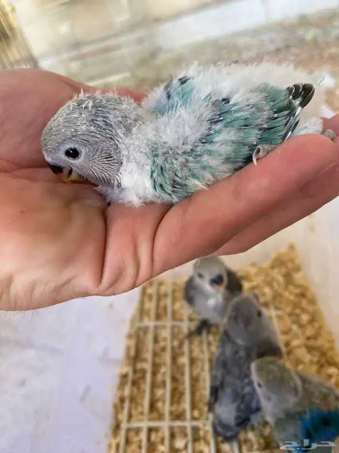 العرض فروخ روز غر الي يبغى تفريد او جمله ((تم البيع)) 3