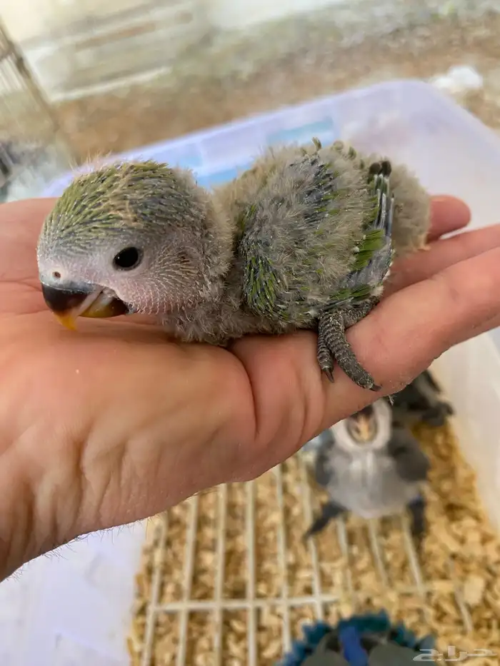 العرض فروخ روز غر الي يبغى تفريد او جمله ((تم البيع)) 2