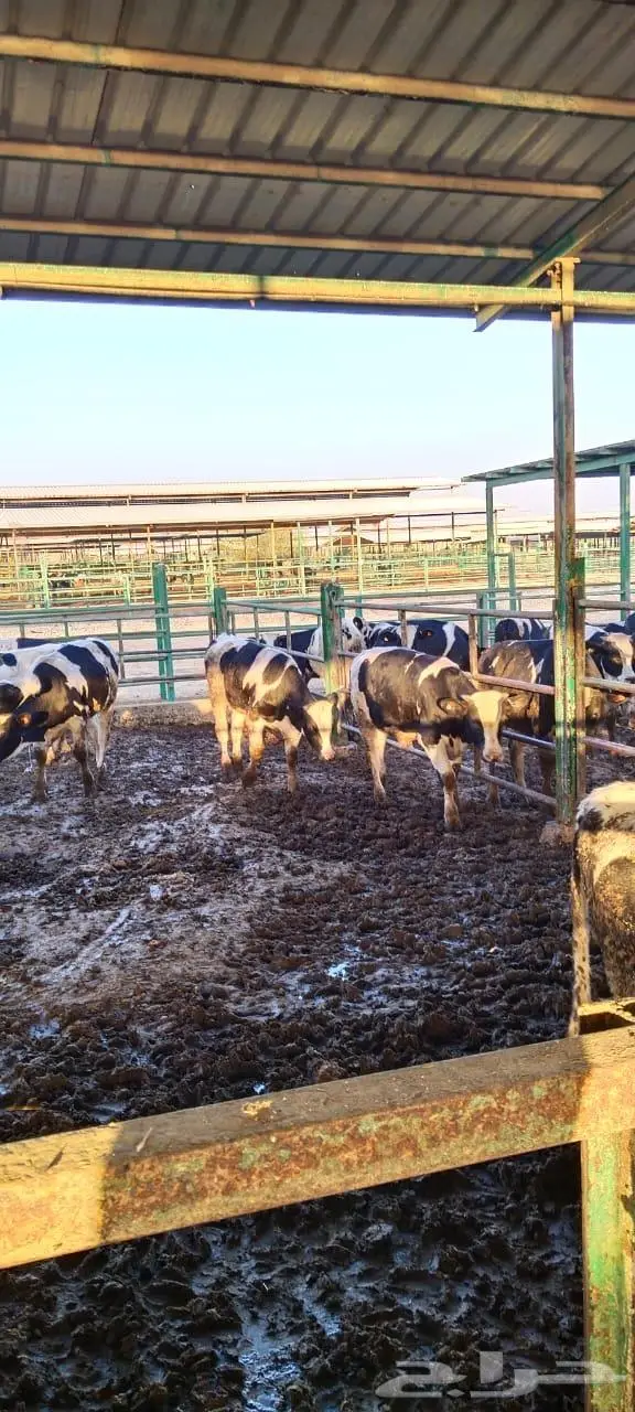 عجول هولشتاين وأنجس للبيع جميع الاوزان 18