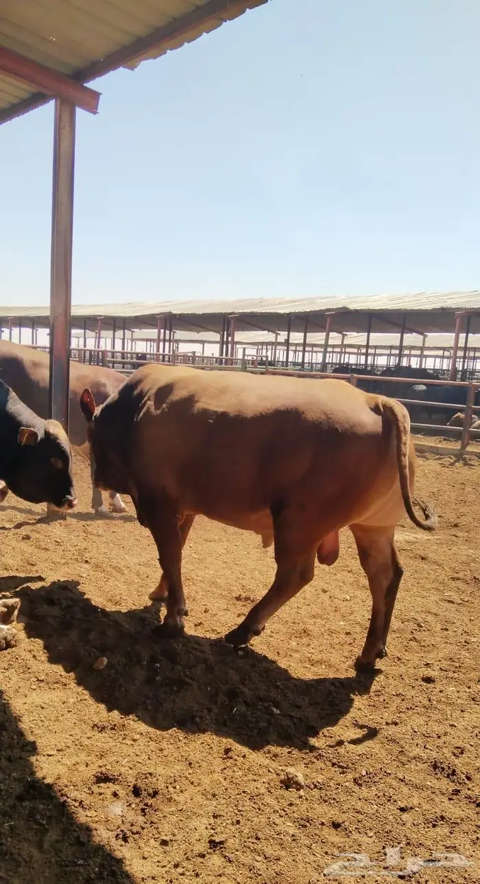 عجول هولشتاين وأنجس للبيع جميع الاوزان 8