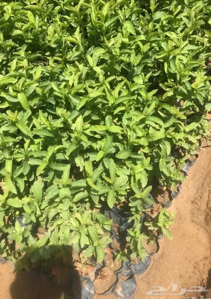 مشاتل الجموم لبيع جميع الشتلات الزراعية جملة الجملة 4