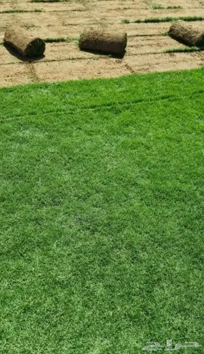 نجيله طبيعيه 2