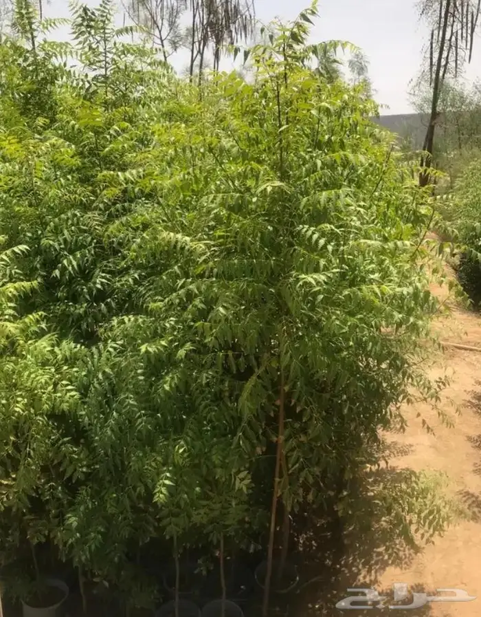 مشاتل الجموم لبيع جميع الشتلات الزراعية جملة الجملة 8