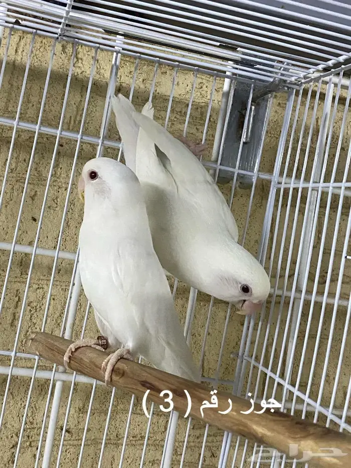 ازواج روز منتجه ( تم البيع ) 3