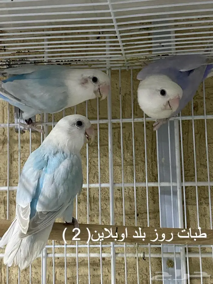 ازواج روز منتجه ( تم البيع ) 2