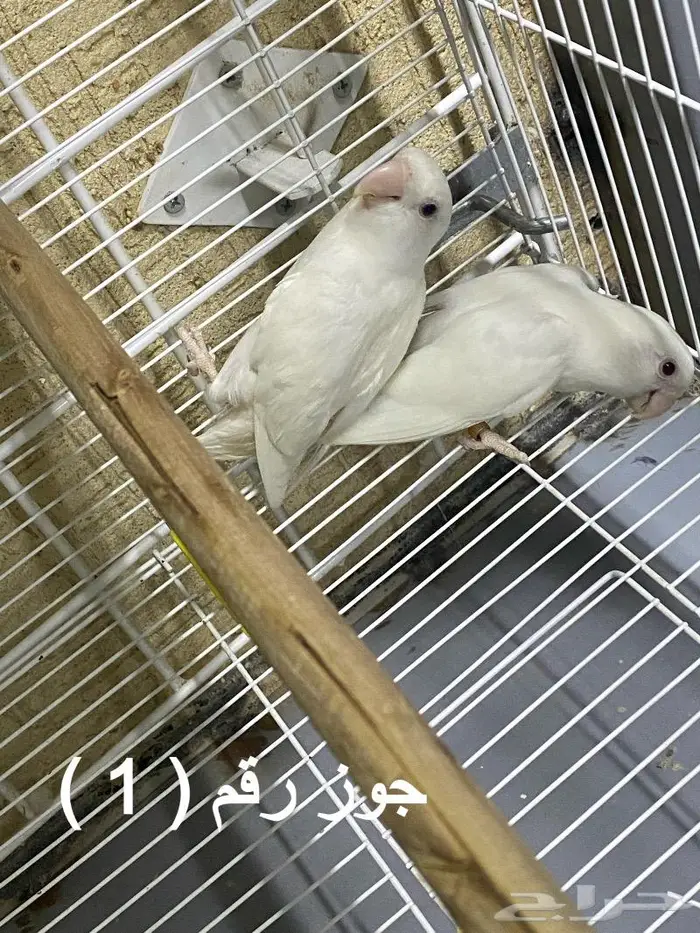 ازواج روز منتجه ( تم البيع ) 1