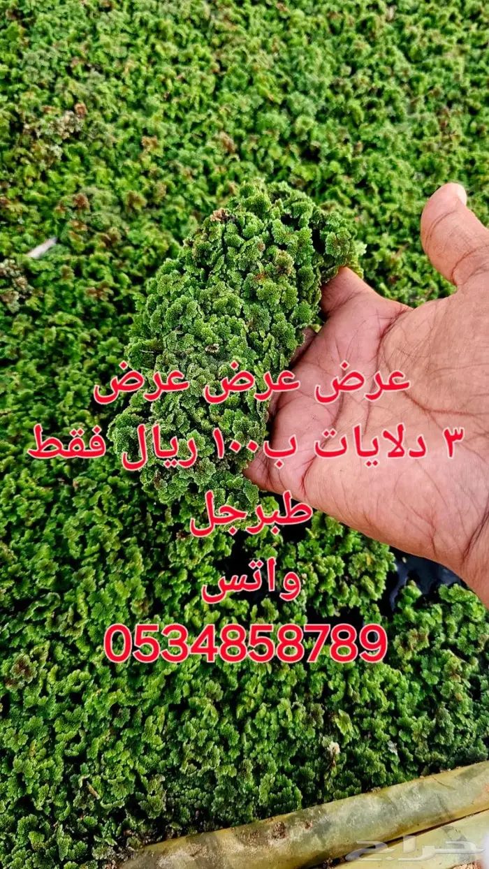ازولا الكيلو ب6 ريالات تقريبا ازولا 3 دلايات ب100 ريال 0