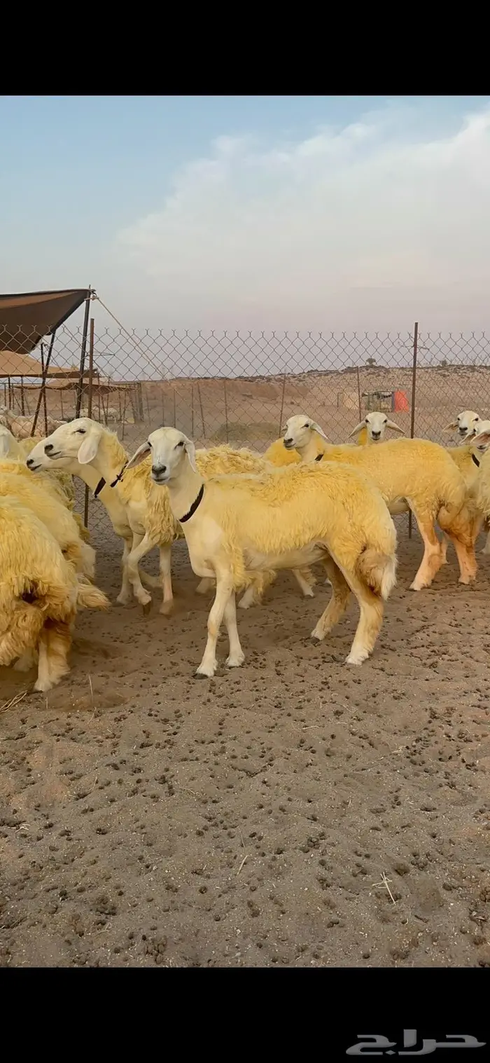 غنم رخال حرية صنف نادره وبره ملكيه 40 1