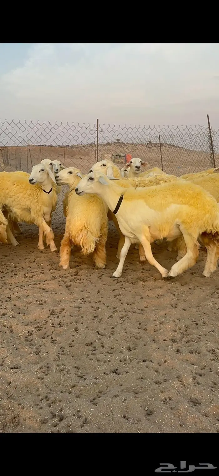 غنم رخال حرية صنف نادره وبره ملكيه 40 2