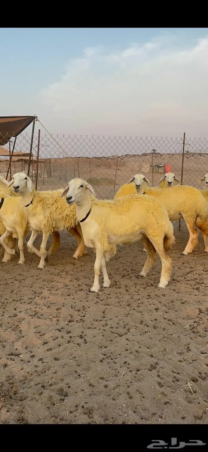 غنم رخال حرية صنف نادره وبره ملكيه 40 3