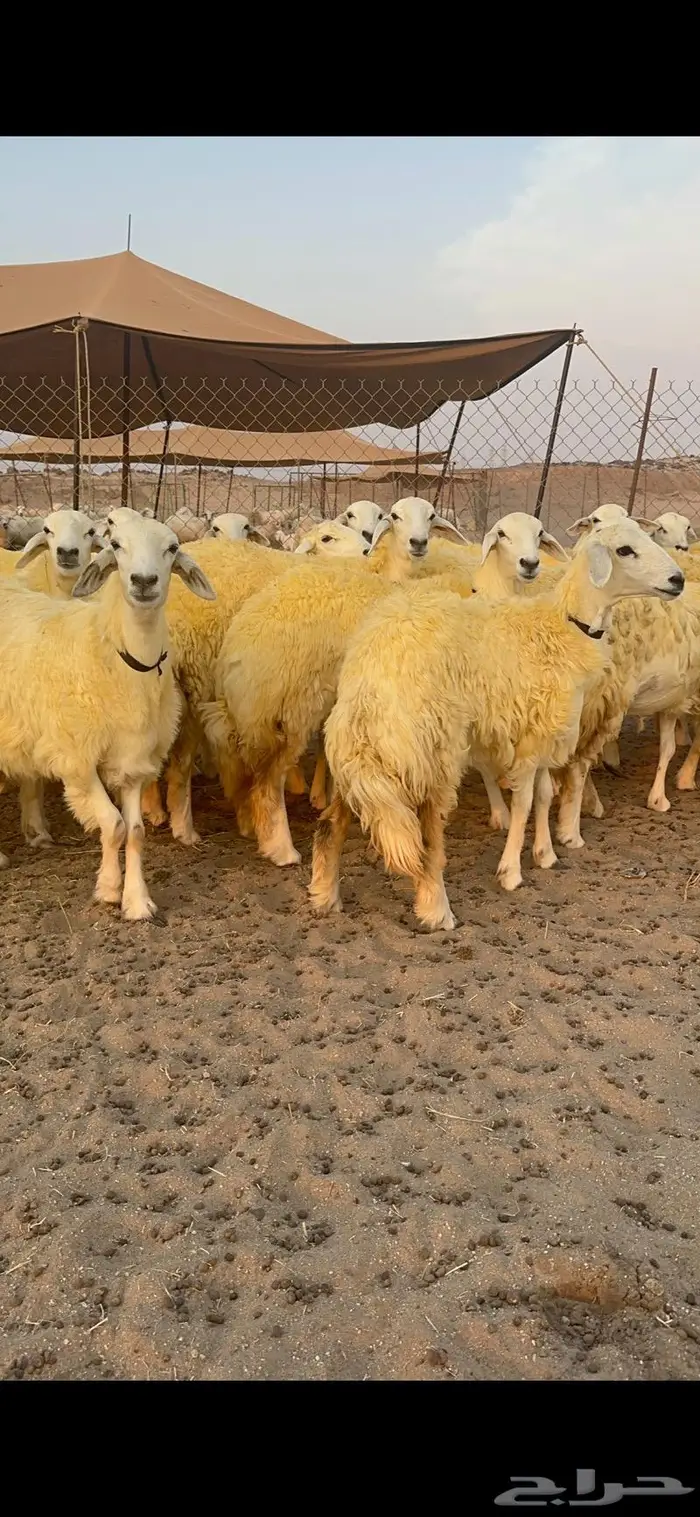 غنم رخال حرية صنف نادره وبره ملكيه 40 4