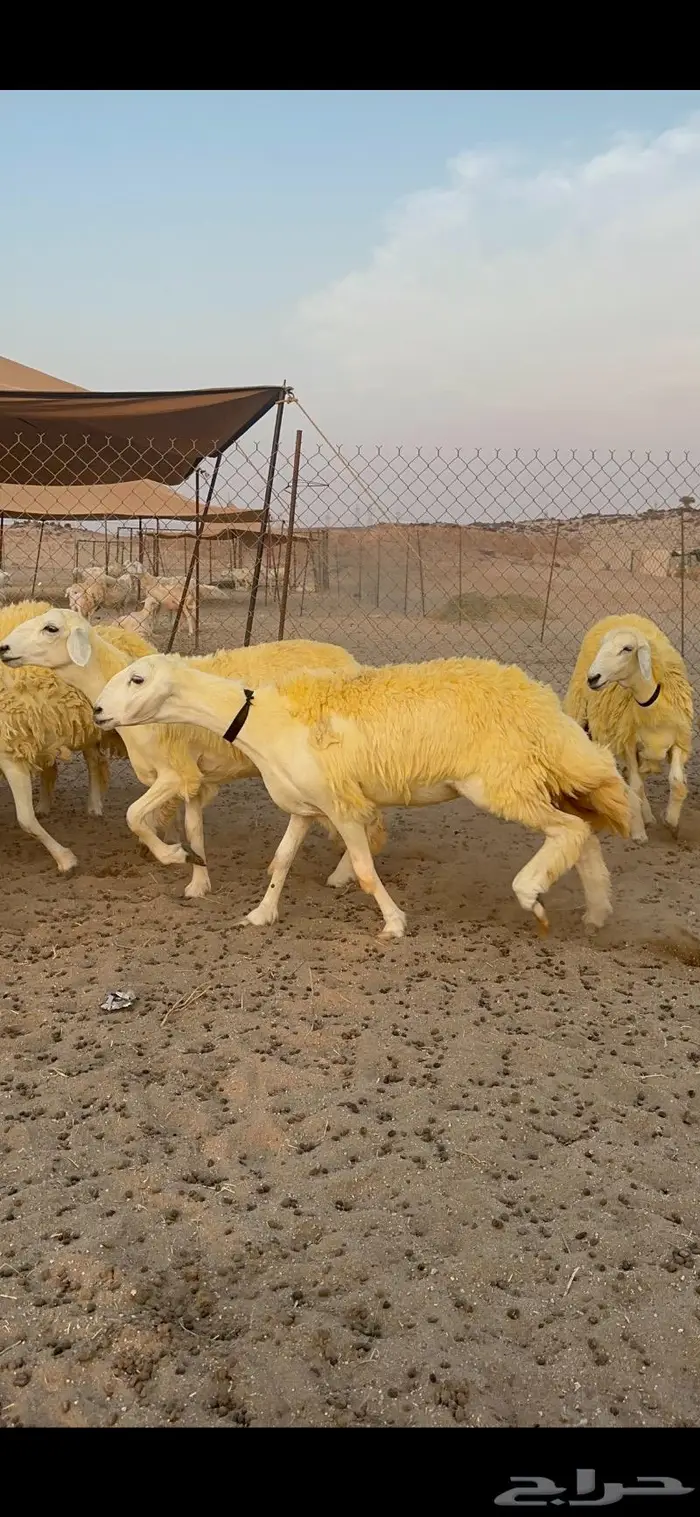 غنم رخال حرية صنف نادره وبره ملكيه 40 5