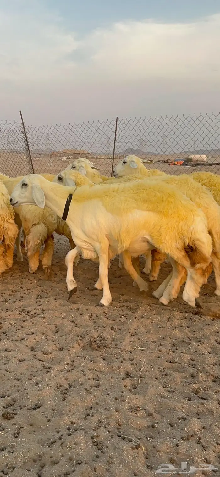 غنم رخال حرية صنف نادره وبره ملكيه 40 6
