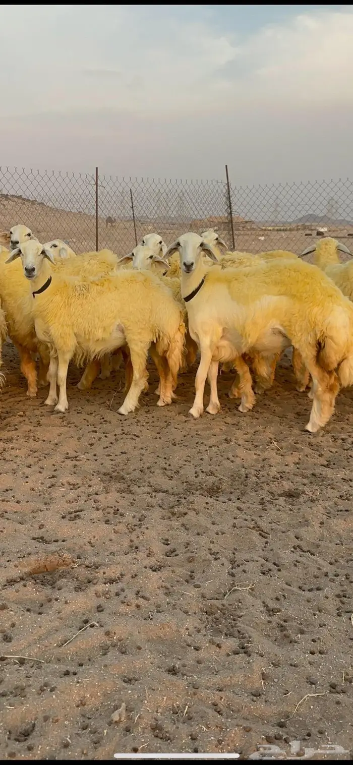 غنم رخال حرية صنف نادره وبره ملكيه 40 7