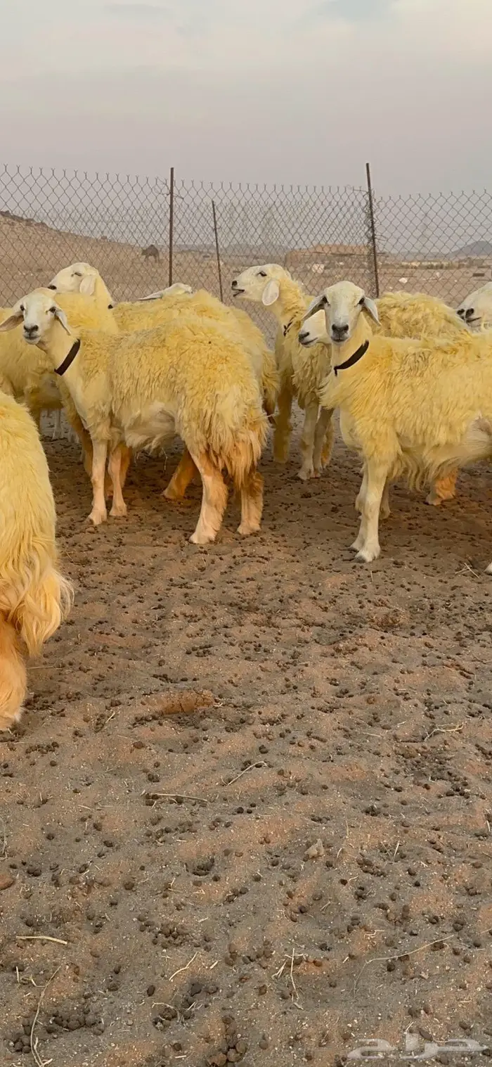 غنم رخال حرية صنف نادره وبره ملكيه 40 8