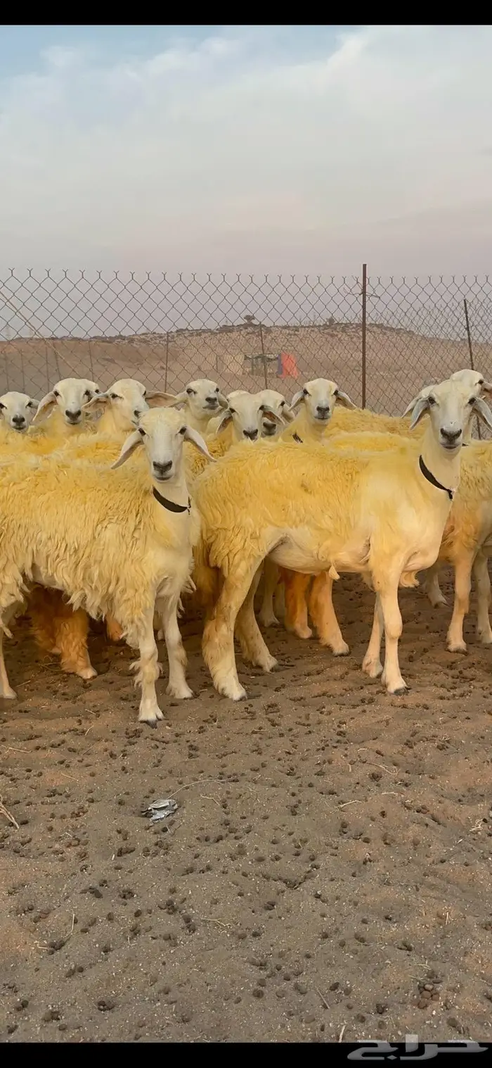 غنم رخال حرية صنف نادره وبره ملكيه 40 9