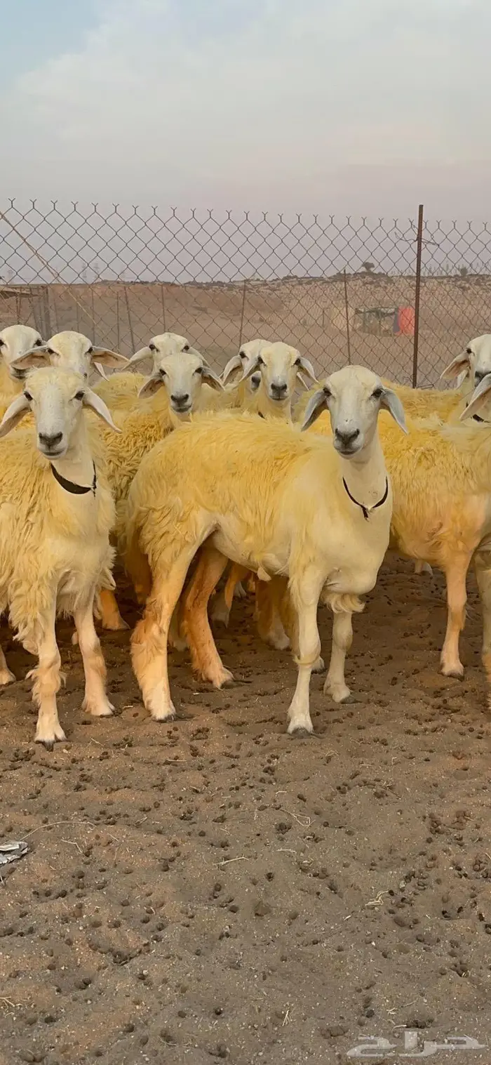 غنم رخال حرية صنف نادره وبره ملكيه 40 10