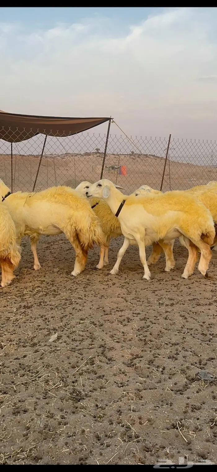 غنم رخال حرية صنف نادره وبره ملكيه 40 11