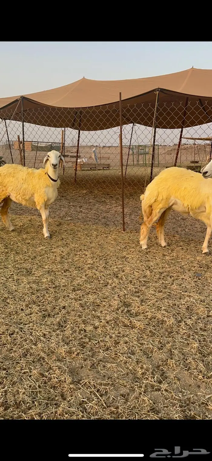 غنم رخال حرية صنف نادره وبره ملكيه 40 12