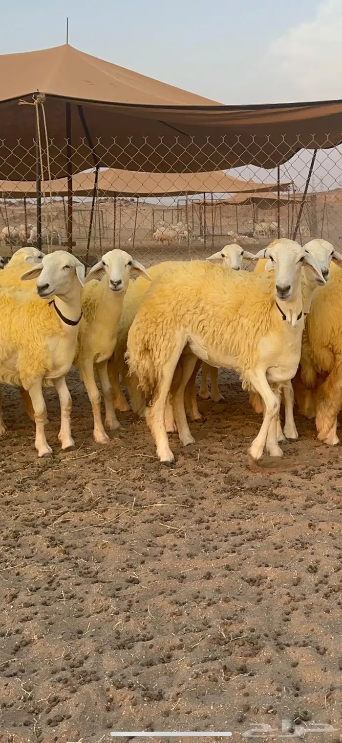 غنم رخال حرية صنف نادره وبره ملكيه 40 13