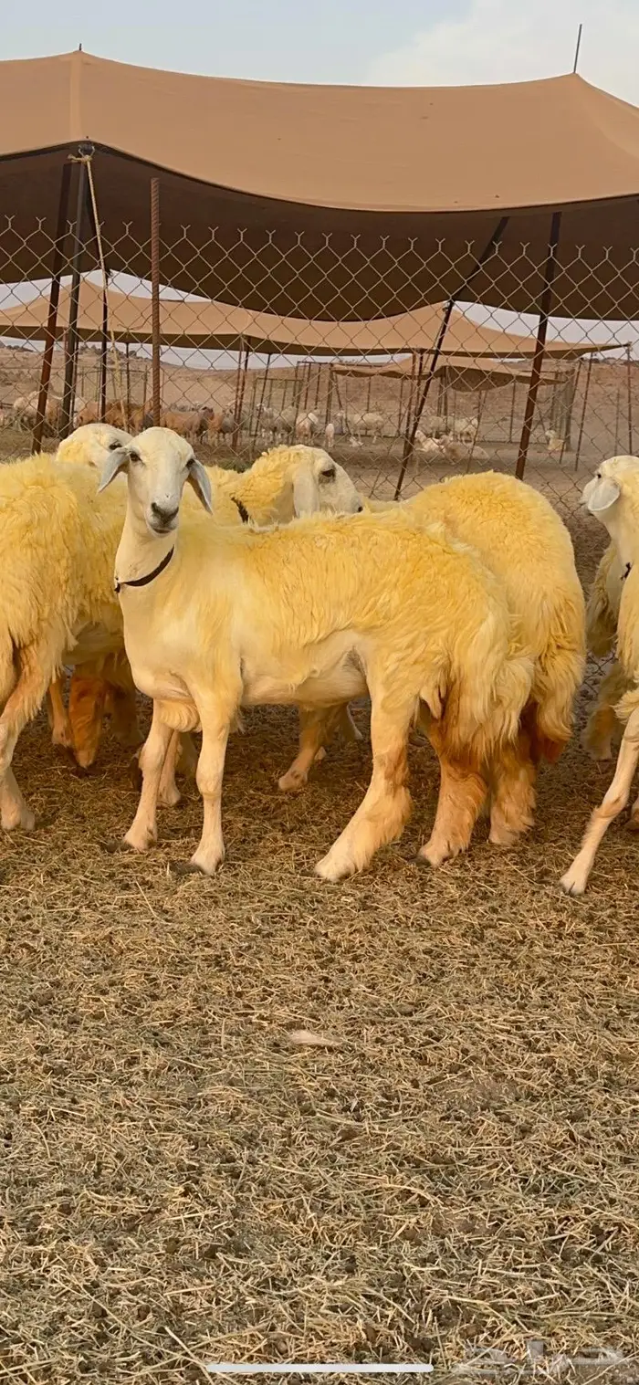 غنم رخال حرية صنف نادره وبره ملكيه 40 14