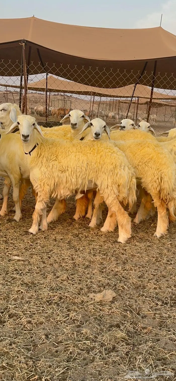 غنم رخال حرية صنف نادره وبره ملكيه 40 15