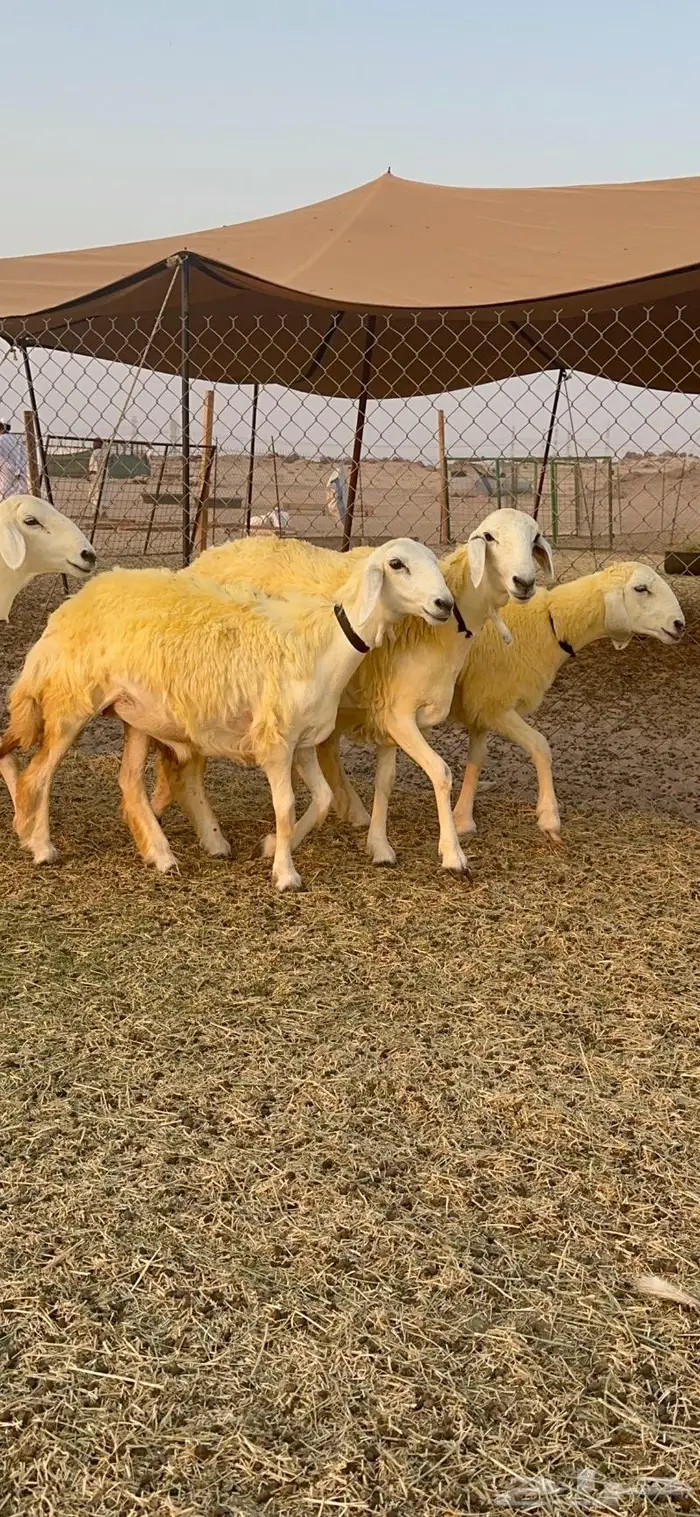 غنم رخال حرية صنف نادره وبره ملكيه 40 16