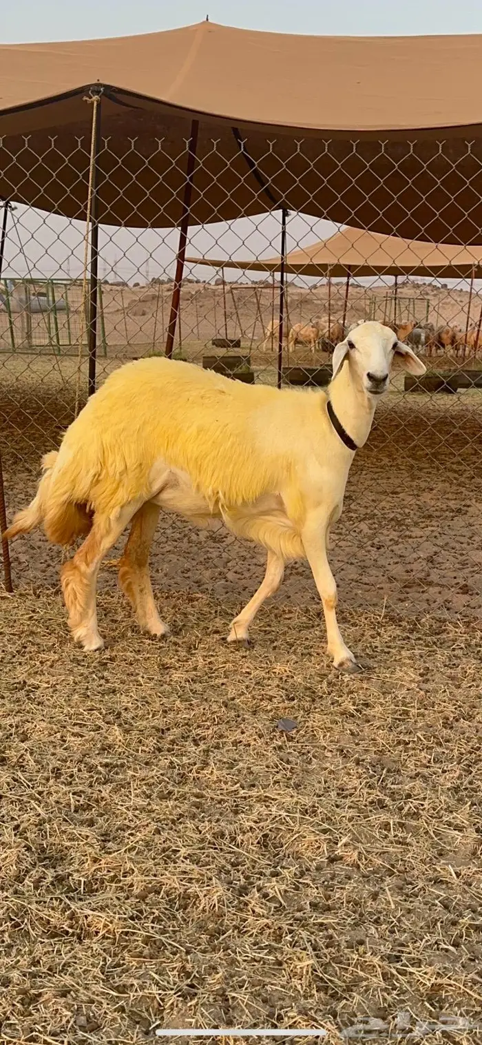 غنم رخال حرية صنف نادره وبره ملكيه 40 17