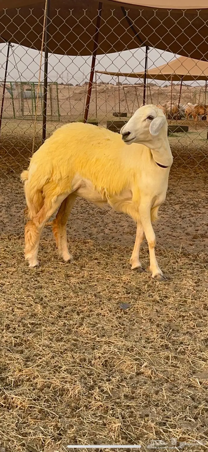 غنم رخال حرية صنف نادره وبره ملكيه 40 18