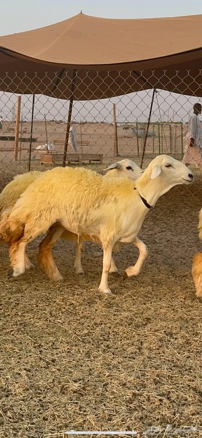 غنم رخال حرية صنف نادره وبره ملكيه 40 0
