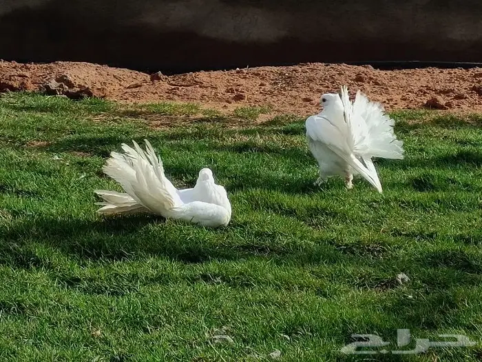 حمام رقاص هندي أبيض بيور صافي 0