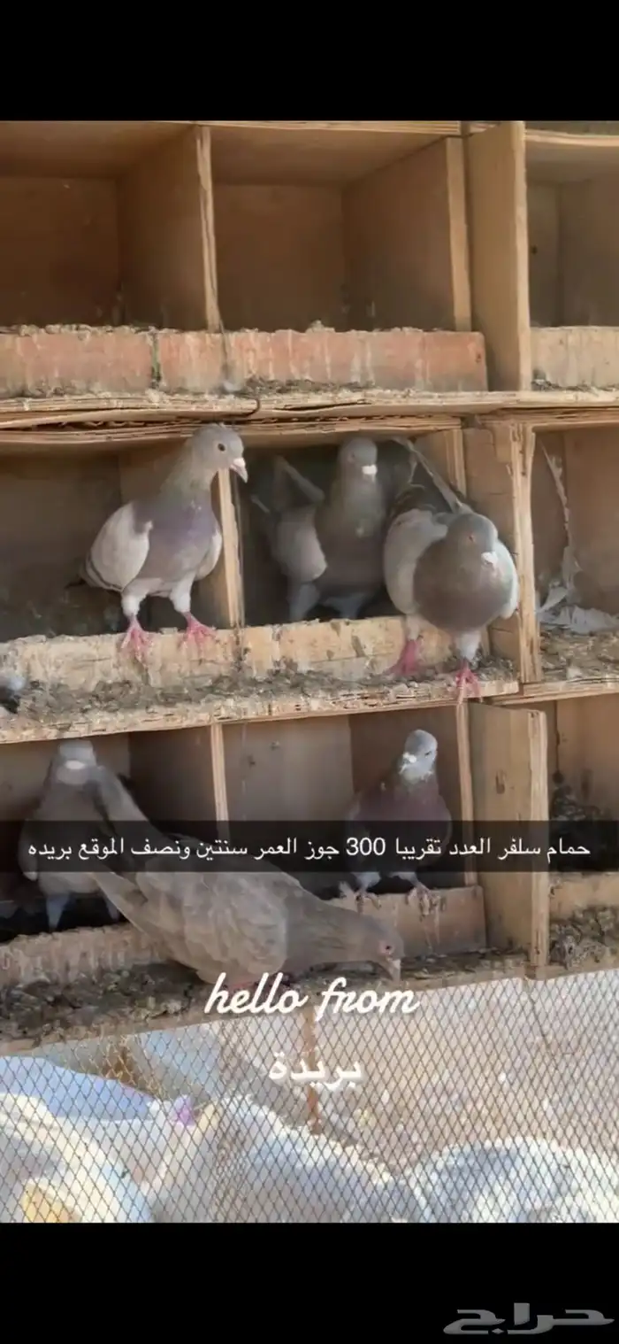 حمام سلفر سوبر جامبو 0