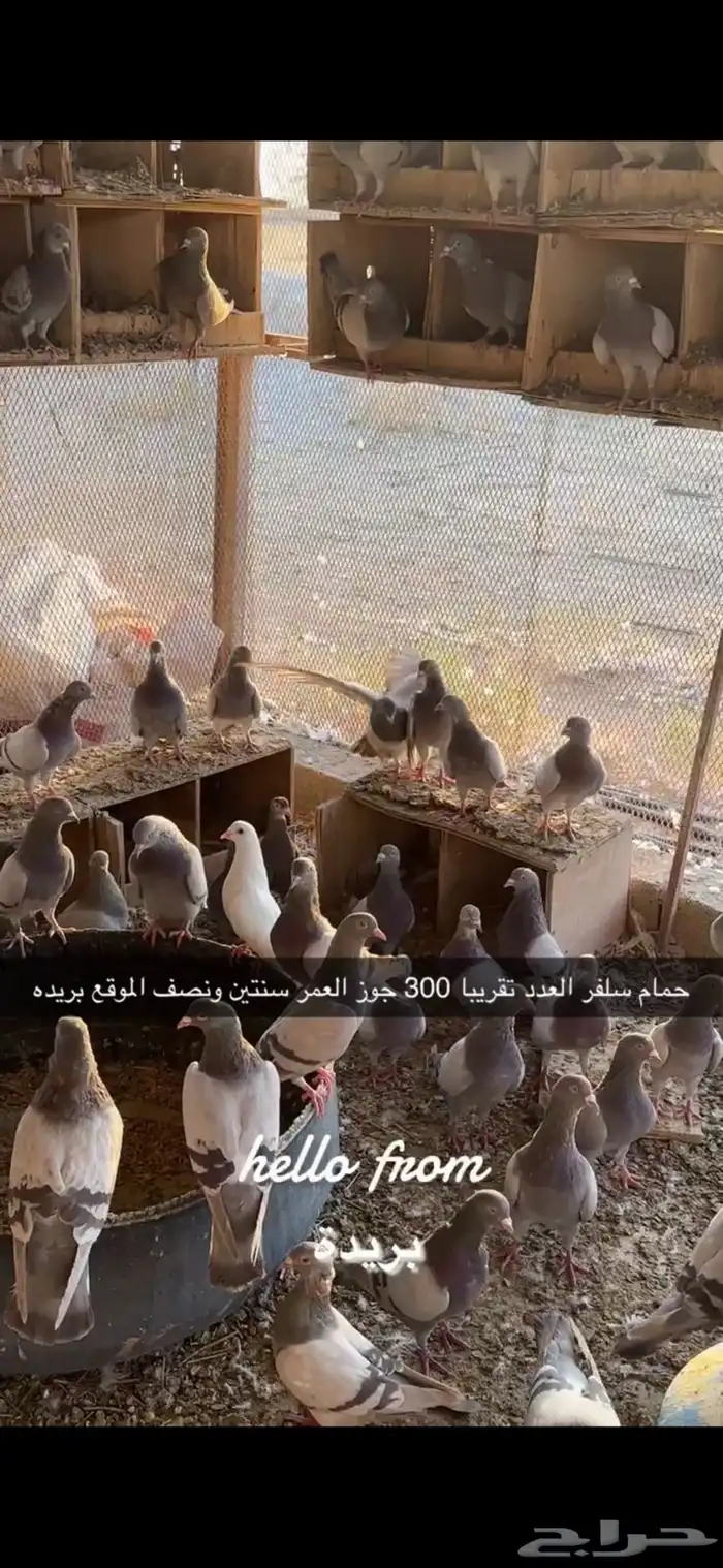 حمام سلفر سوبر جامبو 1