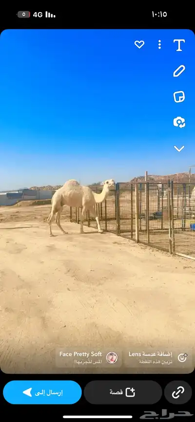 قعود اعفر ثني. تم البيع 3