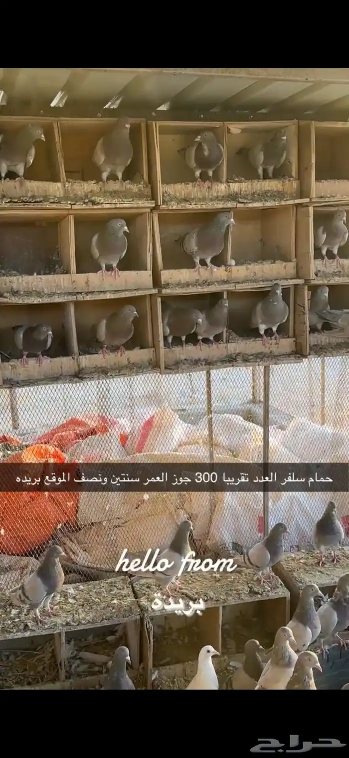 حمام سلفر سوبر جامبو 2