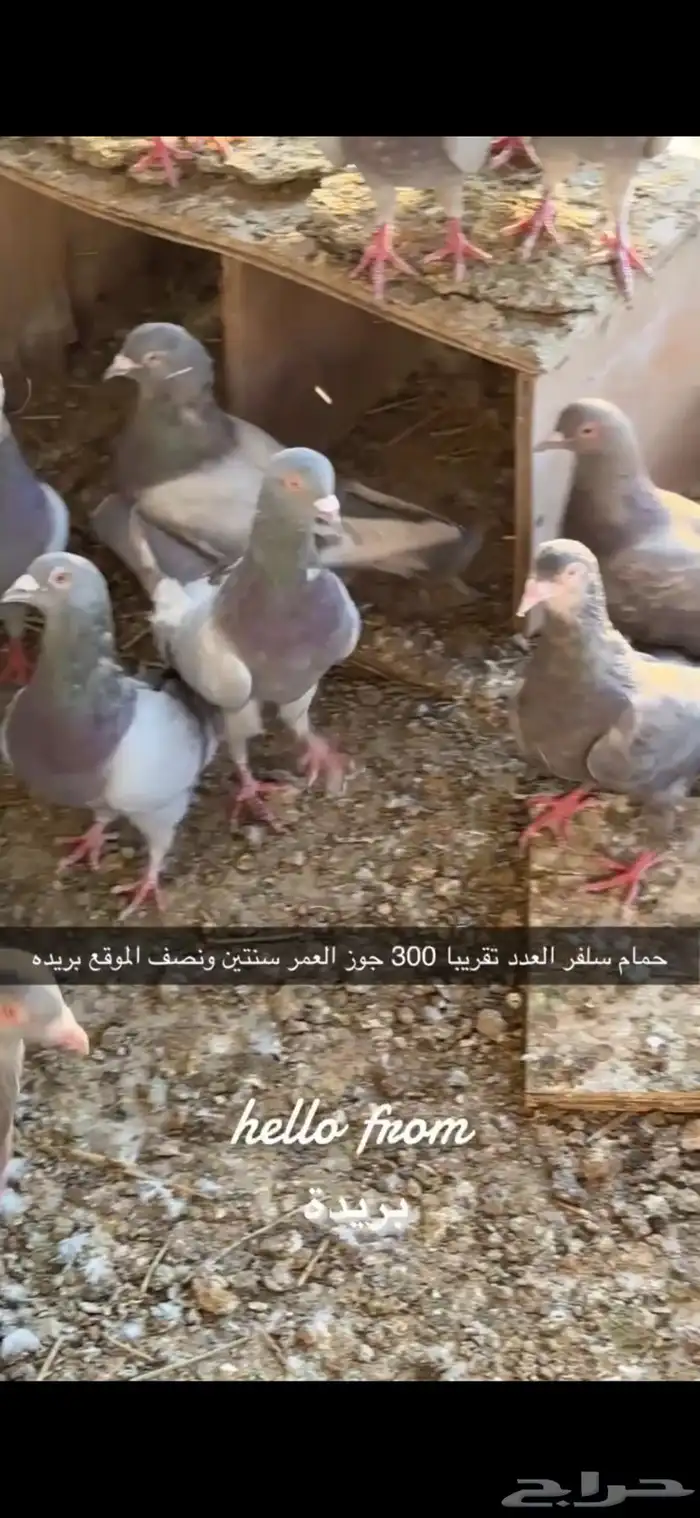 حمام سلفر سوبر جامبو 5