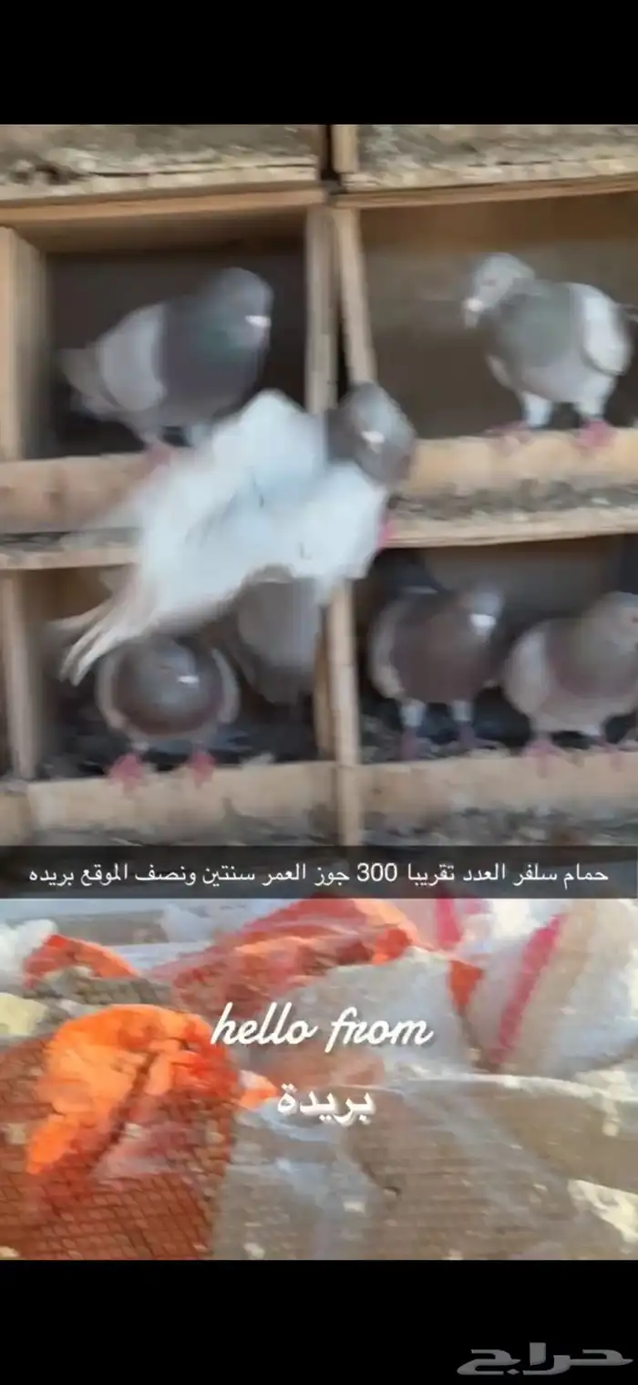 حمام سلفر سوبر جامبو 6