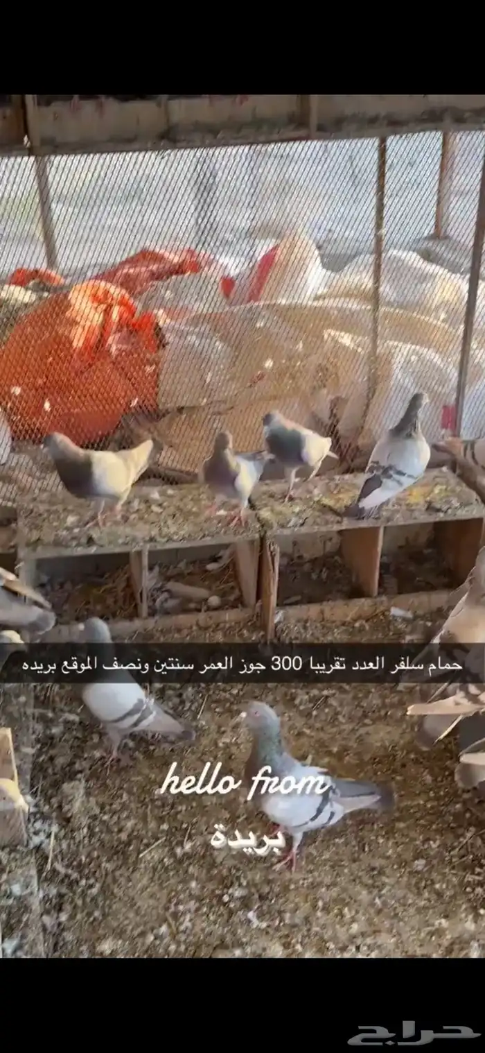 حمام سلفر سوبر جامبو 4