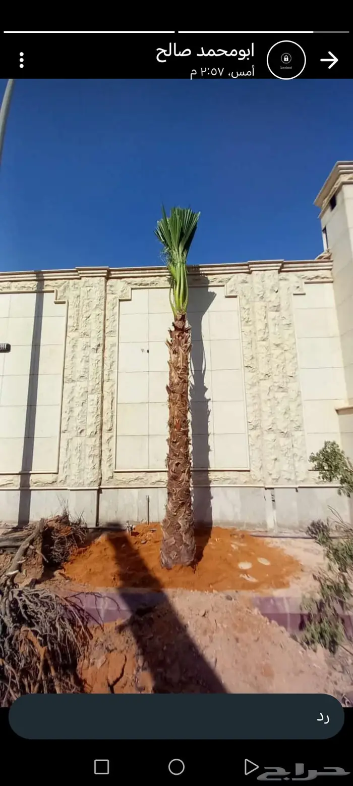 نخل واشنطني زينه أمريكي ابو مروحه 99 12